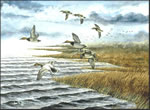 Blue Northern Canvasbacks - Duck Art Print by Les McDonald, Jr.